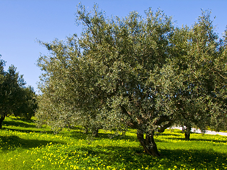 Olivos de Finca Cayé - Aceite de oliva Piuqué